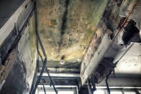 Trusted Cut Bank, MT Mold Removal Services Experts